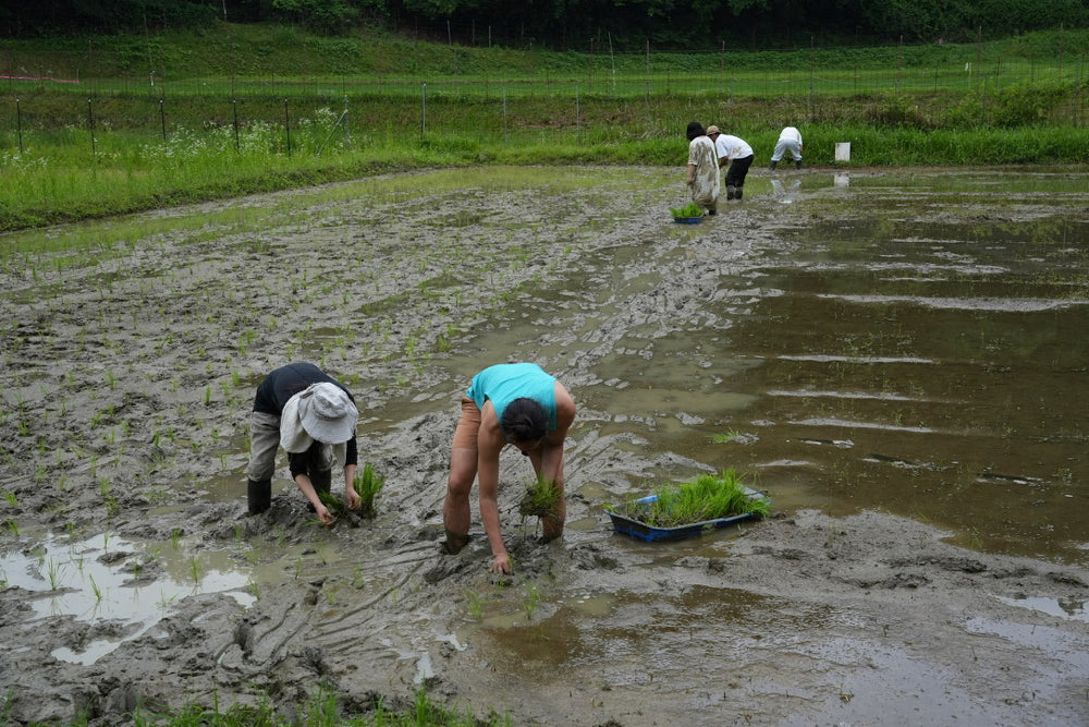 田植え