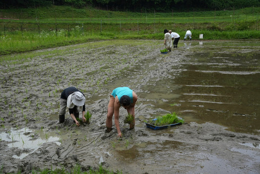 田植え