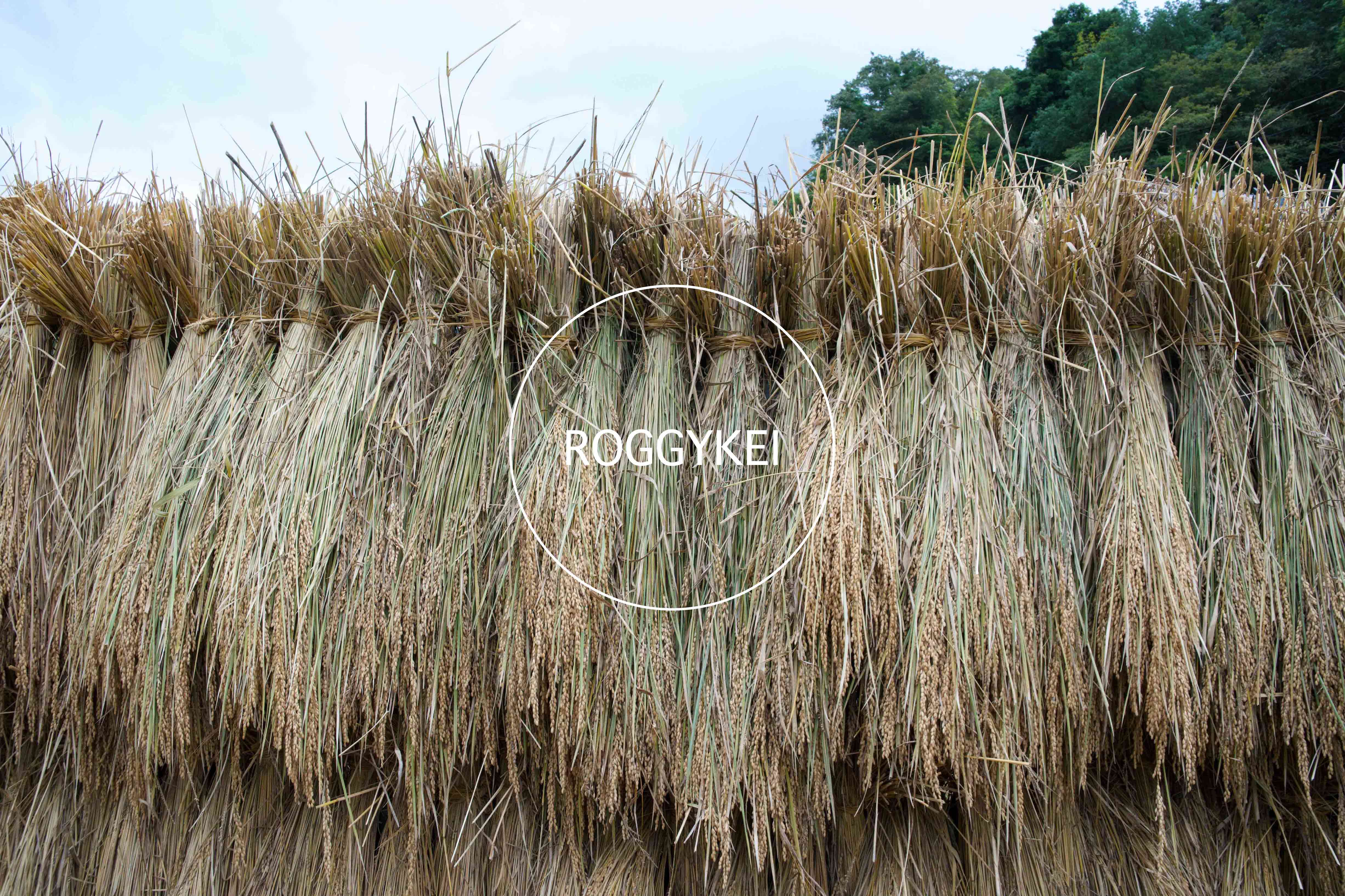 ROGGYKEI - online shop